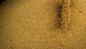 Esmagamento de soja no Brasil deve bater recorde em 2026, aponta Abiove