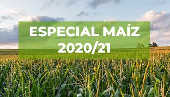 Clave: los siete enfoques que se deben tener en cuenta para la siembra de maíz 2020/21