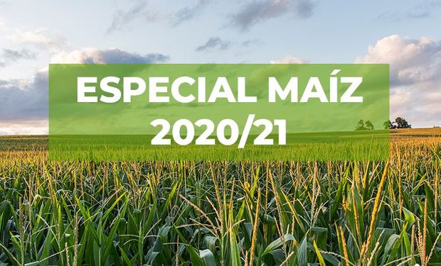 Clave: los siete enfoques que se deben tener en cuenta para la siembra de maíz 2020/21