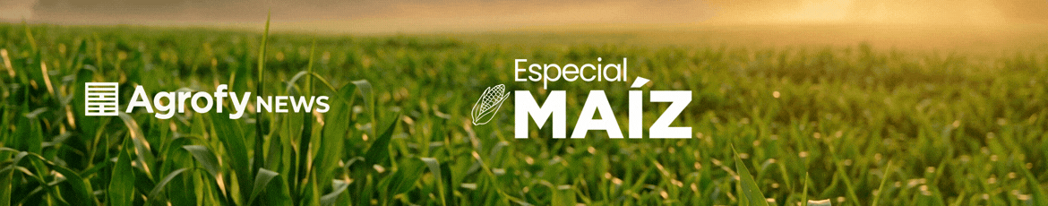 Maíz