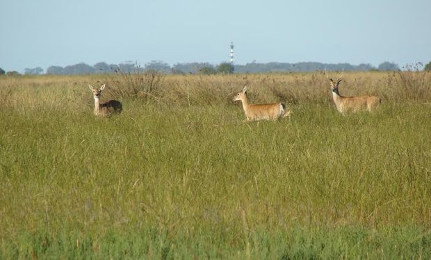 Buenas nuevas para el venado de las pampas.