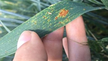 Cómo impactan los patógenos en la calidad comercial del trigo