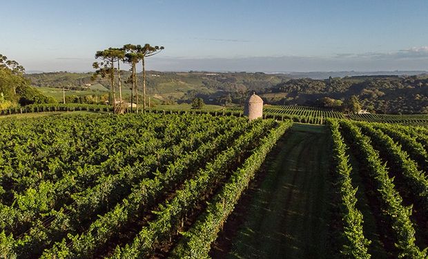 Espumantes naturais são elaborados com as uvas Chardonnay, Pinot Noir e Riesling Itálico. (fotos - Embrapa)