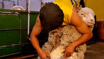 Tecnología para incrementar la producción ovina