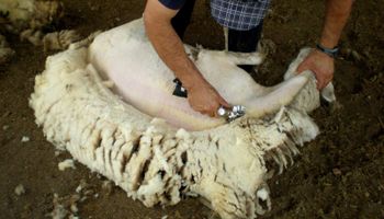 Advierten por la paralización del comercio de lanas