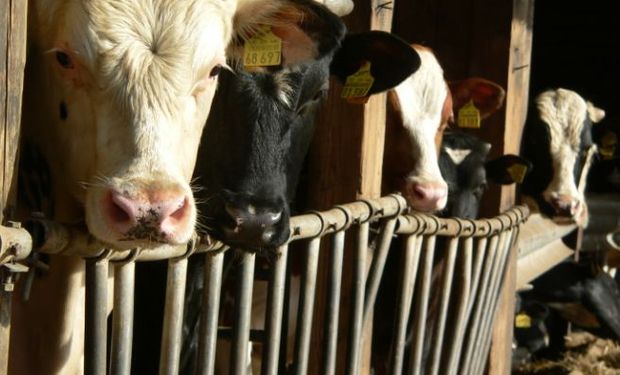 El mercado interno muestra cierta debilidad, a pesar de la caída en el precio de la hacienda.