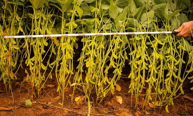 En 20 años Argentina perdió más de la mitad de la participación de inversores extranjeros en solicitudes de nuevas variedades de semillas: "Temen invertir"