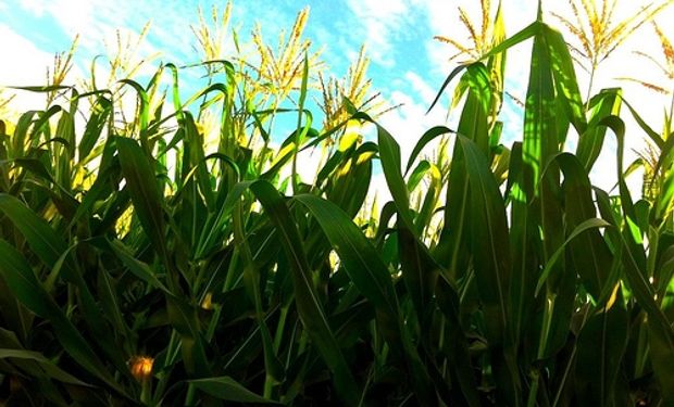 Advierten que el Gobierno manipula estadísticas del maíz