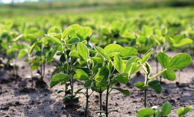 USDA elevó del 71 al 72% la proporción de soja en condición buena/excelente.