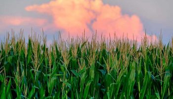 Los datos de un informe del USDA ahora frenan la racha de subas en Chicago