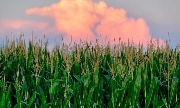 Los datos de un informe del USDA ahora frenan la racha de subas en Chicago