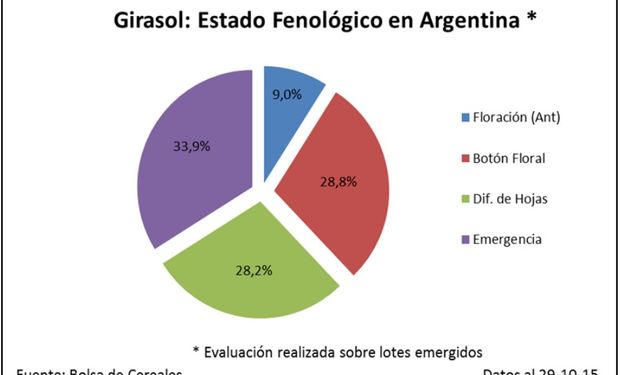 Estado fenológico del girasol.