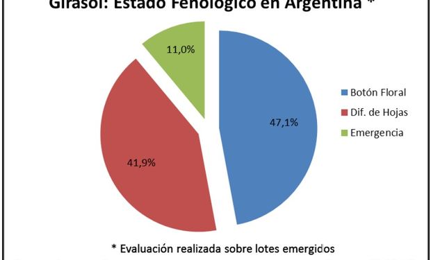 Estado fenológico del cultivo de girasol. Fuente: BCBA.
