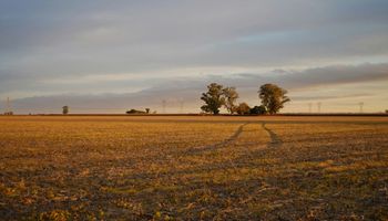 ¿Alcanzan las lluvias para revertir la sequía en el campo?