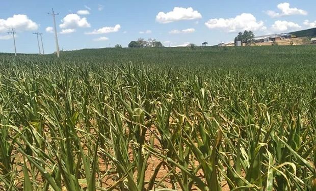 Fetag pede apoio da Defesa Civil para disponibilização de água potável para nos municípios afetados pela estiagem. (foto - Fecoagro-RS)