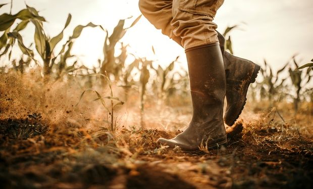 Estiagem causará perdas de 4 milhões de toneladas de milho em Mato Grosso