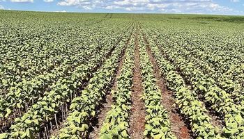 Quebra no cultivo de milho das cooperativas do Rio Grande do Sul chega a 53% com estiagem