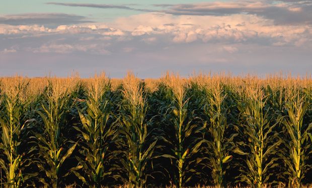 Estiagem pode impactar 2ª safra de milho na região central, alerta Inmet   