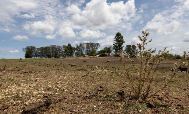 No Brasil, o Rio Grande do Sul enfrenta uma estiagem severa, com temperaturas elevadas e perdas nas lavouras