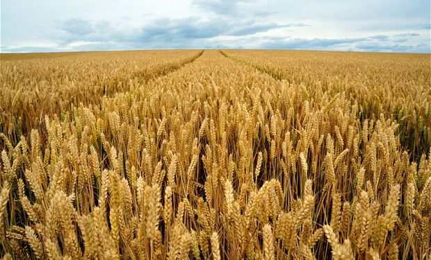 Ajustan estimación mundial de trigo