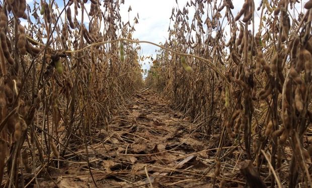 La cosecha logró avanzar en Mato Grosso.