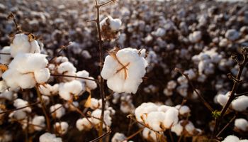 StoneX mantém estimativa de colheita de algodão no Brasil em 2023/24