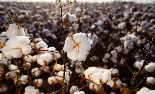 StoneX mantém estimativa de colheita de algodão no Brasil em 2023/24