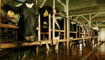Retenciones cero: prorrogan por un año la suspensión de los derechos de exportación al sector lácteo