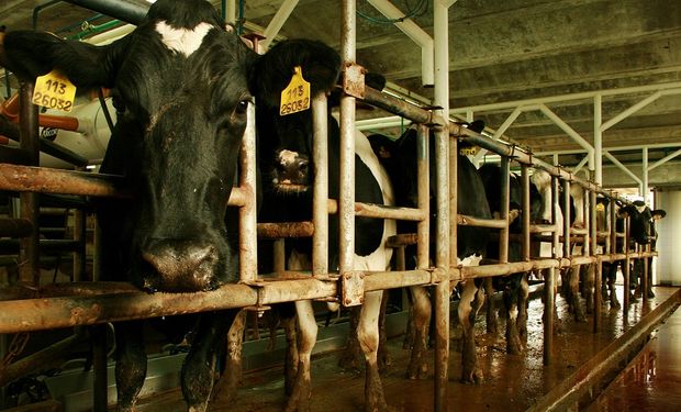 Retenciones cero: prorrogan por un año la suspensión de los derechos de exportación al sector lácteo