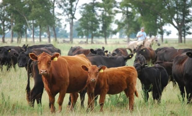 Estrés calórico: cómo evitar la mortandad de animales con un buen manejo