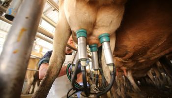 Uruguay: cae producción de leche por estrés calórico
