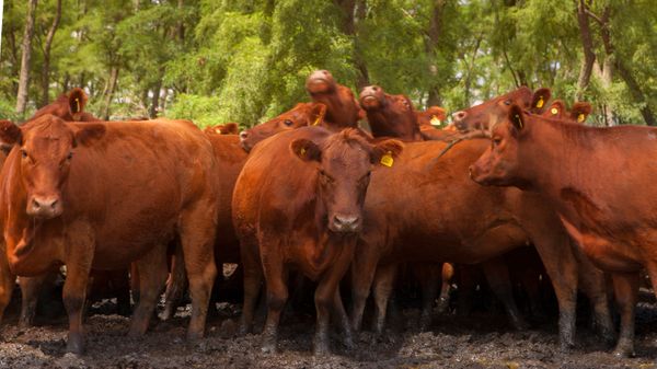 Estrés calórico ganado