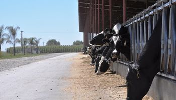 Consejos para prevenir el estrés calórico en los tambos 