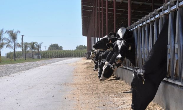 El estrés calórico trae aparejados diversos problemas sanitarios y disminución del rendimiento productivo.