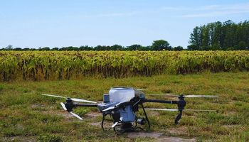 Drones y algoritmos: logran reducir más del 50 % el uso de nitrógeno sin perder rendimiento