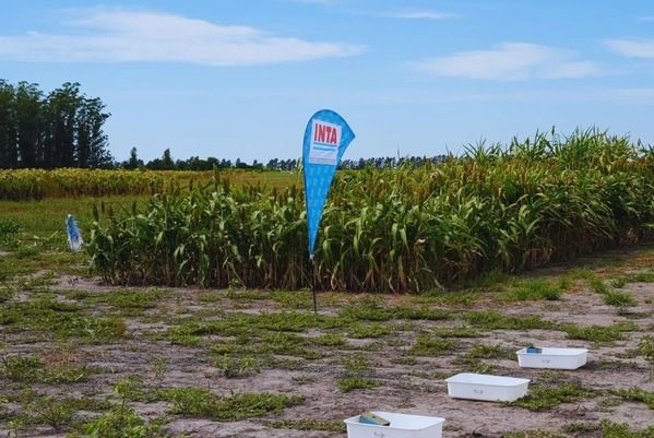 Estudio INTA drones y algoritmo 