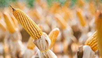 Etanol de milho muda dinâmica agrícola do Brasil
