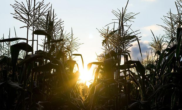 Hoy un millón de toneladas de maíz (el 4% de la cosecha para grano comercial) se usa para etanol.