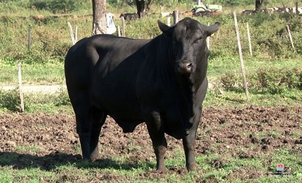El consejo de un experto para evitar enfermedades de transmisión sexual en bovinos
