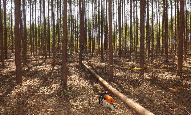 Resultados reforçam papel de florestas, nativas e plantadas, de acumular carbono e mitigar as mudanças no clima. (Foto - Fabiana Piontekowski Ribeiro/Embrapa)