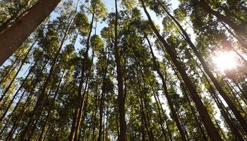Eucalipto armazena mais de 670 toneladas de carbono por hectare, revela Embrapa