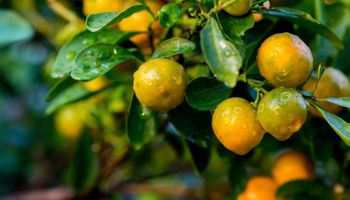 Europa busca apoio da ciência brasileira para se antecipar ao greening