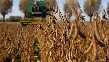 USDA: cómo impactó sobre el mercado de granos el fuerte recorte de la cosecha estadounidense