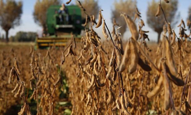 USDA: cómo impactó sobre el mercado de granos el fuerte recorte de la cosecha estadounidense
