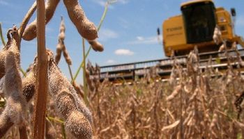 USDA: expectativa por las estimaciones en Sudamérica