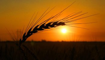 El Gobierno compartió su expectativa para la siembra de trigo 2021/22