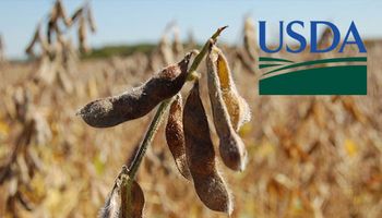 ¿Cuáles son las expectativas de cara al informe del USDA?