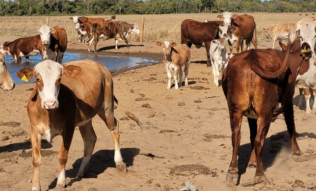 Além de definir boas práticas para evitar predação, iniciativa visa compensar os produtores rurais comprometidos com a conservação da biodiversidade. (foto - assessoria)