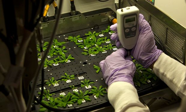 Experimento: siembran en el espacio para conocer la reacción de las plantas