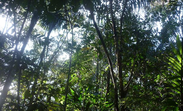 A Amazônia (78%) e a Caatinga (54%) aparecem como os biomas com maior proporção de florestas naturais em 2022.